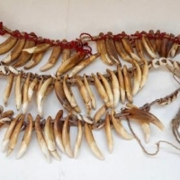 3  x Vintage Tribal Papuan dog tooth necklaces - Sold for $85 - 2016