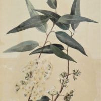 Framed-Watercolour-of-Gum-Nuts-Leaves-in-Blossom-Signed-Ailsa-H-Smith-1924-47cm-H-x-36cm-W-Sold-for-56-2021