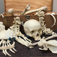 1970s-Mentone-Educational-Vintage-resin-disarticulated-teaching-tool-partial-Skeleton-incl-Whole-spine-with-original-wooden-box-Sold-for-348-2021