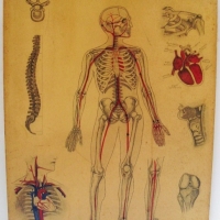 3 x vintage cardboard hand drawn MEDICAL charts inc - aortic valve & anatomical - Sold for $67 - 2012