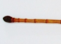 Poachers stick - bamboo walking cane with hidden  fishing rod - c1900 - Sold for $104 - 2012