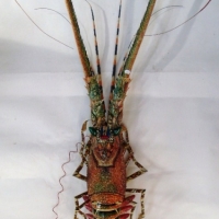 Unusual Kitsch Lobster wall decoration with light up eyes, approx 97 cm long - Sold for $55 - 2013