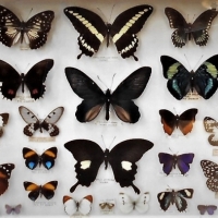 Box of named & mounted butterflies & moths from Australia, Papua New Guinea, & The Solomon islands - Sold for $124 - 2018