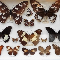 Box of named & mounted butterflies from Australia, Papua New Guinea, Celebes, Africa & Peru - Sold for $124 - 2018