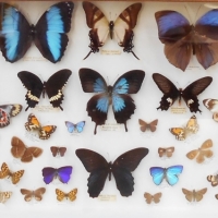 Box of named & mounted butterflies from Australia, Papua New Guinea, Malaysia & Peru - Sold for $149 - 2018