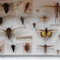 Cased insect specimen display incl Cicadas, grasshoppers, etc - Sold for $87 - 2018