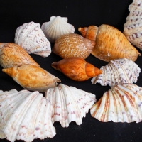 Box lot mainly large size shells - Sold for $27 - 2018