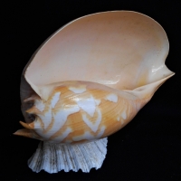 Vintage Cowrie shell table lamp on clam shell base - needs wiring - Sold for $43 - 2018