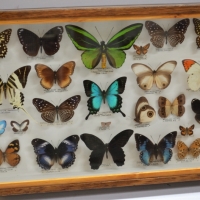 Glass case of Butterfliy specimens including iridescent winged from South east Asia including Papua, Taiwan,  Indonesia etc - Sold for $236 - 2018