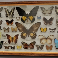 Glass case of Butterfly and Moth specimens from Indonesia , Papua  and Iridescent wings from Brazil - Sold for $186 - 2018