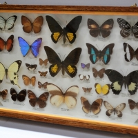 Glass case of Butterfly specimens including iridescent winged from Brazil, Papua and Peru - Sold for $211 - 2018