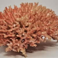 Clump of pink stag horn coral - Sold for $37 - 2018