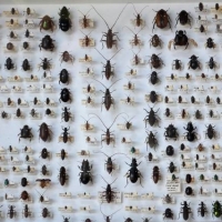 Box framed Beetle and Insect specimen collection - all from Victoria - Sold for $248 - 2018