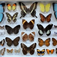 Box framed Butterfly and moth specimen collection incl Large, colourful, Peru, PNG, Irian, Nepal etc - Sold for $298 - 2018