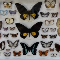 Box framed Butterfly and moth specimen collection incl Large from PNG, Taiwan, Cameroon's etc - Sold for $199 - 2018