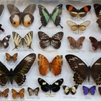 Box framed Butterfly and moth specimen collection incl  Malaysia, Cameroon's, PNG, OZ, Czech, Taiwan etc - Sold for $261 - 2018
