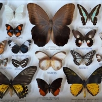 Boxed frame Butterfly and moth specimen collection incl Large, colourful, Peru, Malaysia, Taiwan, Oz, Philippines, etc - Sold for $199 - 2018