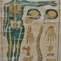 1930s Cloth backed educational poster - Elementary physiology The Skeleton - Sold for $68 - 2018