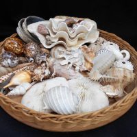 Tray of seashells including Cowries, Clam shells, Seahorse, spirals Nautilus etc - Sold for $37 - 2018