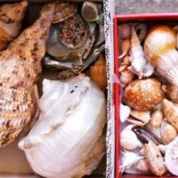 3 x boxes - Sea shells including spotted cowrie shells, large conch shell, corals etc - Sold for $43 - 2019