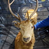 Large Taxidermy stag head with three point antlers - Sold for $124 - 2019