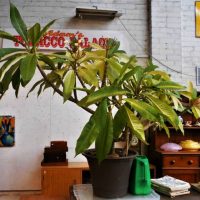 Large Potted Frangipani - Sold for $106 - 2019