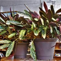 Two large Variegated Calathea pot plants - Sold for $99 - 2019