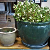 Two  plates Large Potted Begonia and Potted Cyclamen - Sold for $50 - 2019