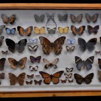 Large wooden cased display of mounted Butterflies, various sizes incl New Guinea etc - Sold for $174 - 2019