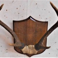 Vintage timber mounted Antlers - approx 40cm - Sold for $50 - 2019