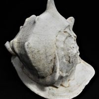 Large-Rock-Sea-Shell-22cm-H-28cm-L-Sold-for-37-2019