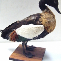 Taxidermy duck in fair condition - Sold for $61 - 2008