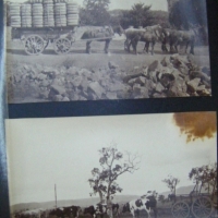 2 x Samuel White SWEET (1825-1886) Albumen Photographs - BULLOCK DRAY and WOOL CART with 1000 pounds worth of wool, Bungaree - details in pencil verso - Sold for $159 - 2009