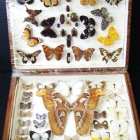 Cedar cased vintage Butterfly & Bug Specimen collection -  comprising 50 + various individual examples, some titled and in good condition - Sold for $171 - 2009