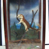 Taxidermy  Mongoose with diorama in wooden display case - Sold for $171 - 2009