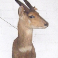 Large Taxidermy Mounted IMPALA DEER HEAD (female) - Sold for $268 - 2009