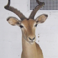 Large Taxidermy Mounted IMPALA DEER HEAD (male) - Sold for $329 - 2009