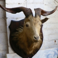 Taxidermy African ANTELOPE head with twisted horns mounted on wooden shield - Sold for $110 - 2009