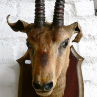 AFRICAN ANTELOP SHOULDER MOUNT TAXIDERMY with  ringed horns - Sold for $171 - 2009