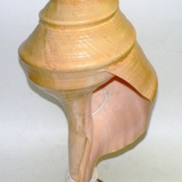 Large Conch SHELL LAMP - standing upright on wooden base - 57cm high - Sold for $67 - 2014