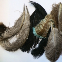 7 x Ostrich feathers incl 2 x with diamante clasps (Syme) - Sold for $55 - 2014