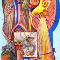 Large vintage canvas backed full colour DENOYER-GEPPERT ANATOMY SERIES Urogenital system reference chart, designed by PM Lariviere approx168 x 68cm - Sold for $207 - 2013