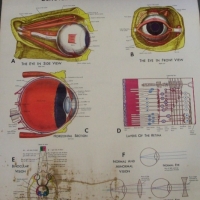Canvas backed colour Eye & vision reference educational chart, DENOYER-GEPPERT PHYSIOLOGY SERIES -  100 X 92cm - Sold for $61 - 2013