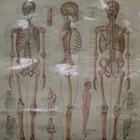 Anatomical wall chart  - 'The Skeletal System, Anatomical Chart Co, 69 x 54cm - Sold for $55 - 2013