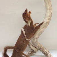 TAXIDERMY Group - THE COBRA & THE MONGOOSE - some damage sighted - approx 50cm H - Sold for $67 - 2013