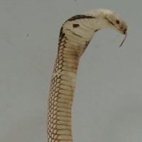 Taxidermy COBRA - Standing Up, ready to STRIKE!!!! ) - Sold for $85 2014