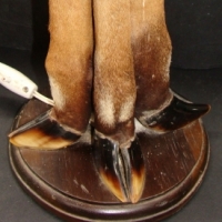 Unusual taxidermy deer foot table lamp stand featuring 4 x deer feet stem - Sold for $85 2014