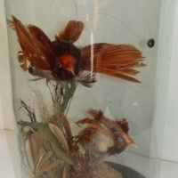 c1890 taxidermy pair of Birds of Paradise under glass dome - Sold for $317 - 2014