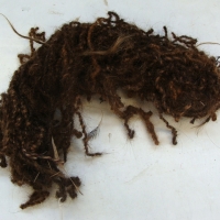 Ball of aboriginal hair string - Sold for $183 - 2014