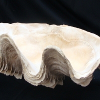 Large  Northern territory clam shell 42cm wide - Sold for $43 - 2014